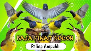 Download lagu Suara pikat burung kecil ribut! MP3 cocok untuk burung SOGON sering di pikat❗ mp3