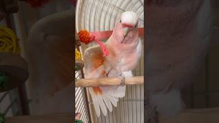 Should You Make a Parrot Come Out of the Cage?