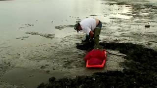 Clams making a comeback in Maine