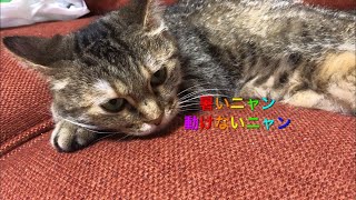 暑いニャン！暑さから動けないゆめちゃん🐈