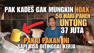 Download lagu VILLAGE HEAD'S STYLE COW WORKSHOP❗️50 Days of Harvest, Net Profit of 37 Million Rupiah, No Hassle... mp3