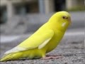 Yellow Bird - Instrumental 