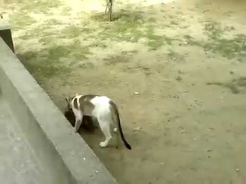 Monkey vs cat amazing show