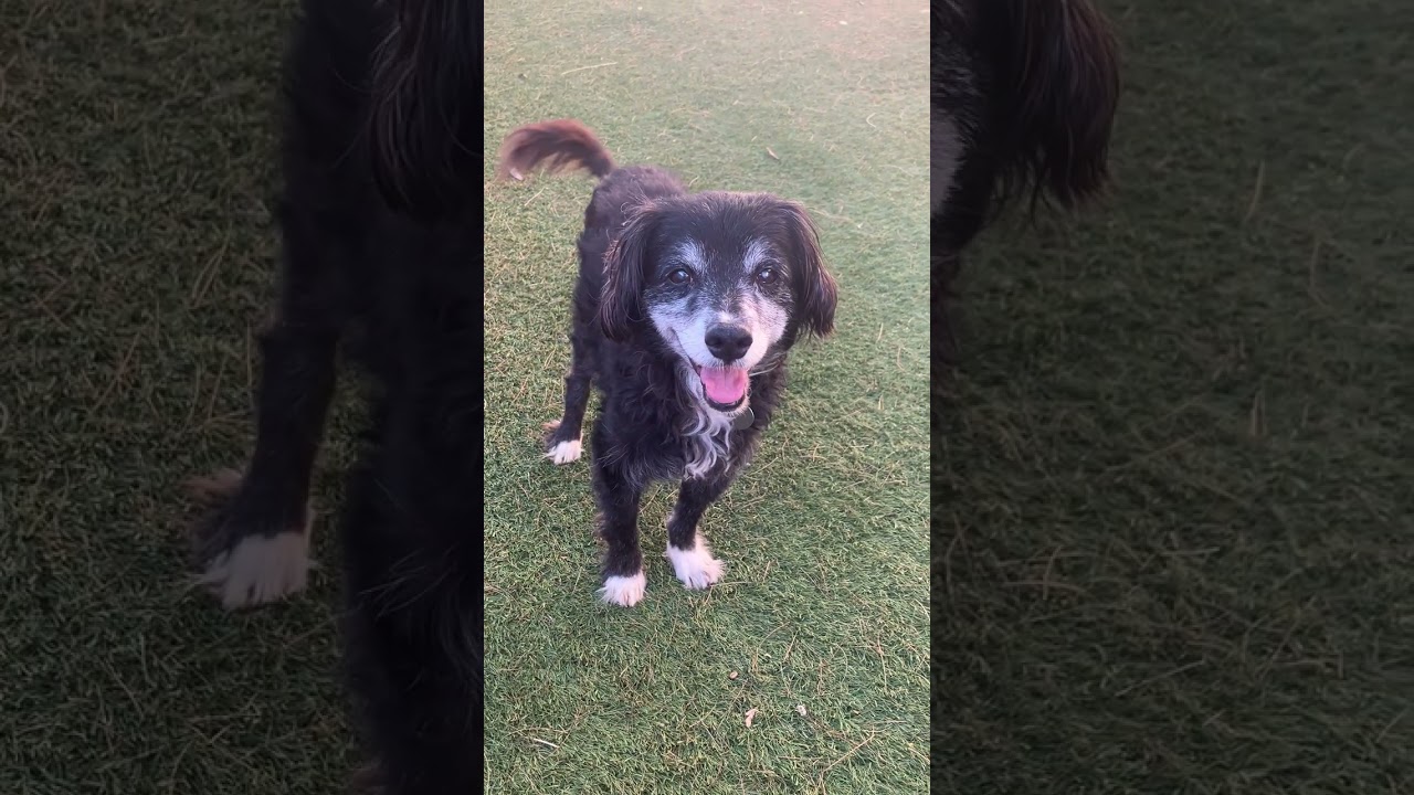 Enlarge Truman, a ADOPTABLE mixed breed in Scottsdale, AZ video 6/6