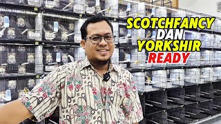 Download lagu STOCK UPDATE‼️SCOTCHFANCY and YORKSHIRE are still beautiful... mp3 Download lagu STOCK UPDATE‼️SCOTCHFANCY and YORKSHIRE are still beautiful... mp3