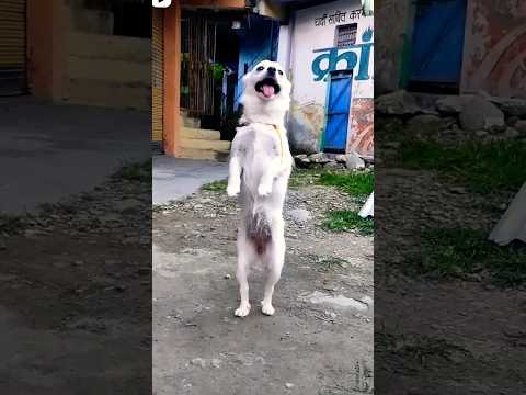 #👻🤣dog dancing#😆cute#funny#pets