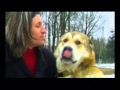 Экивоки "Моя собака" 