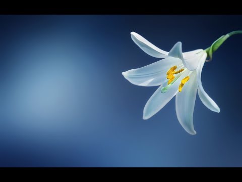 download lagu mp3 mp4 Chant For Happiness, download lagu Chant For Happiness gratis, unduh video klip Chant For Happiness