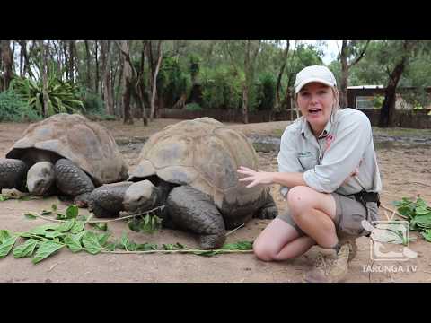 Galapagos tortoises, the largest turtle species