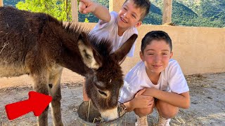Donkey Day Out! Farm Fun with Oliver and Lucas