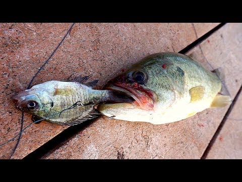 How to use LIVE BLUEGILL to Catch Bass!! Video