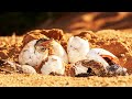 Why Humans Act Like Animals Nature S Blueprint For Life