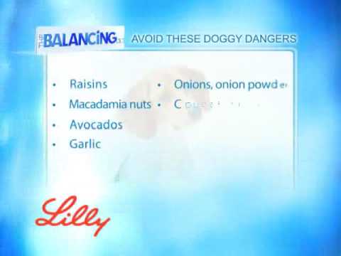 The Balancing Act Show 1158 - Lilly Companion