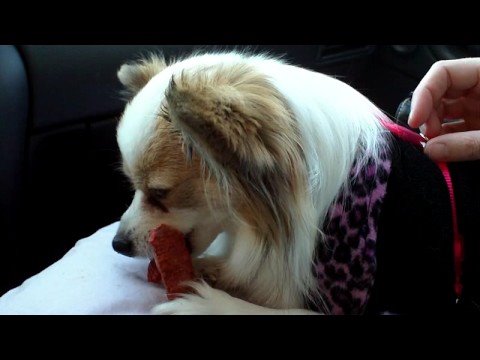 download lagu mp3 mp4 Honey Bear Biscuits, download lagu Honey Bear Biscuits gratis, unduh video klip Honey Bear Biscuits