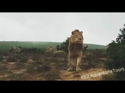 Hyena vs Young Lion R62 Adventure Tours