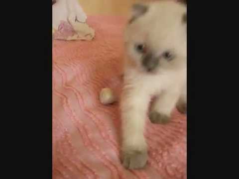 The cutest scottish fold kitty (blue point)