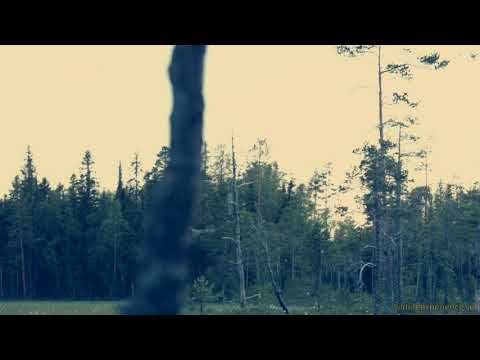 Bear spotting & wildlife spotting in the Ragunda Valley, Jämtland, Sweden