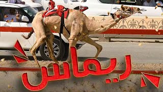 محبوبة الناس - سلطان البريكي