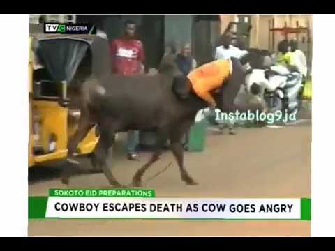 Cowboy escapes death as he is being attacked by an angry cow
