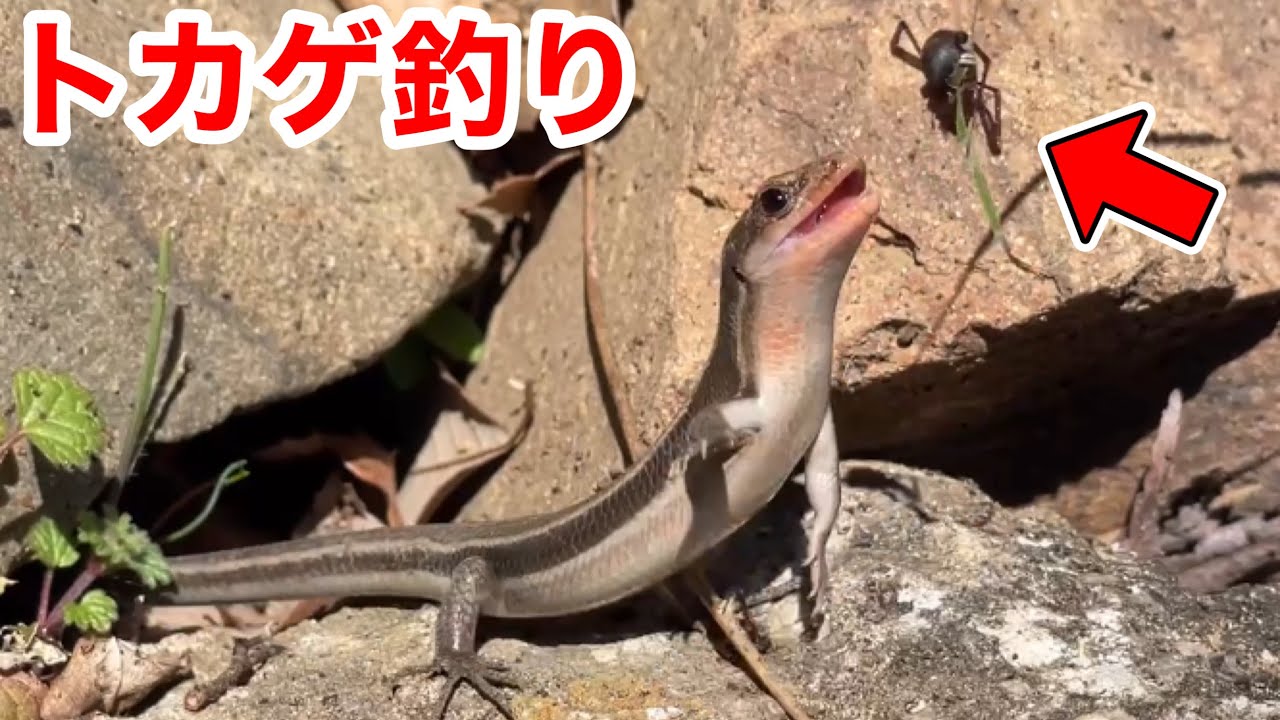 【トカゲ釣り】簡単に作れる自作の竿でトカゲを釣ってみた！