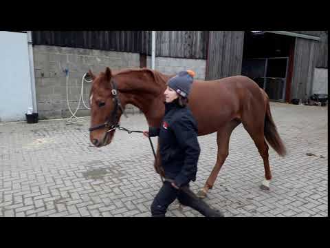 Helmet x Maimoona 2017 chestnut colt