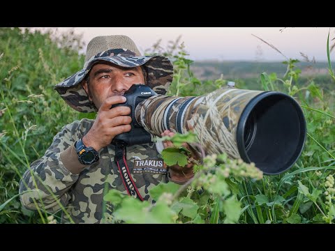 Wildlife of Kwazulu Natal (South Africa)