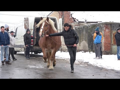 Calatorie si aventura prin Romania cu Pancica part2 2021