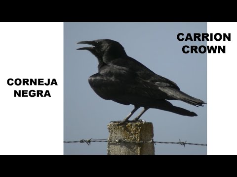 CORNEJA NEGRA | CARRION CROW | Corvus corone corone