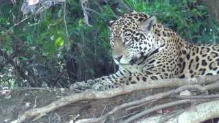 preview picture of video 'Male Jaguar Resting in the Pantanal'