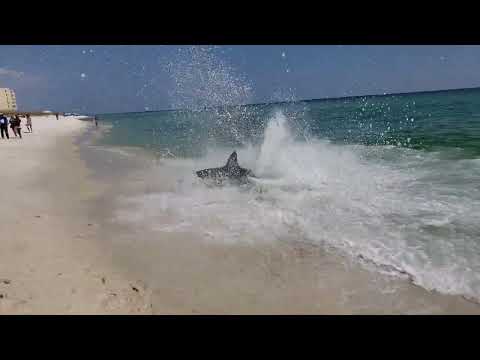 Shark!!! Pensacola Beach FL. Karl with a K and family