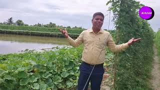 Dream agriculture. Golden crops in salt water