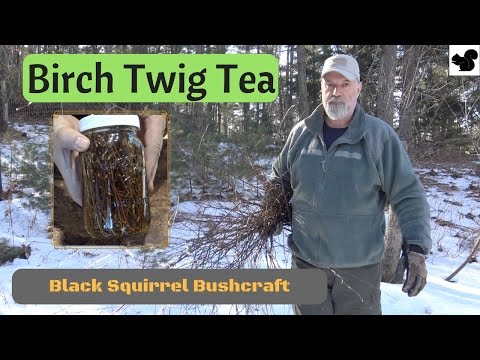 Birch Twig Tea