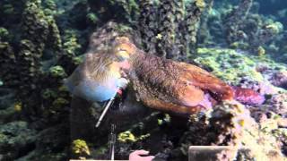 Sy Montgomery: The Soul of an Octopus video