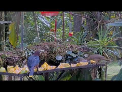 Chestnut-headed Oropendola Snatches Butterfly Snack in Panama | January 14, 2026
