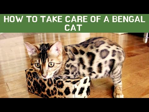 How to take care of a Bengal cat Updated 2022