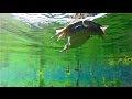 GoPro Frog Swimming Underwater Footage