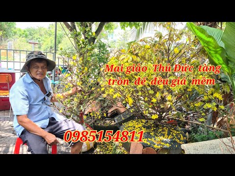 Mai giảo Thủ Đức tàng tròn đế đều giá mềm 5/4 anh Tuân người Tiền Giang|MaivàngThanhTâm