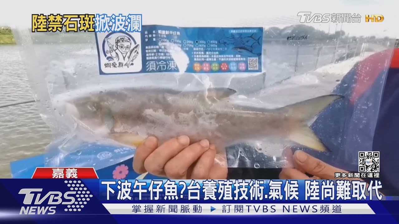 牠會走石斑魚後塵? 午仔魚港陸愛呷台有養殖優勢