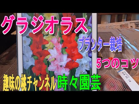 グラジオラスを植える：いつ、どのように行うか？全てをお伝えします！  庭園