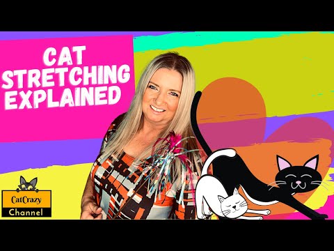Why do cats like to stretch so much? 😻 CatCrazy