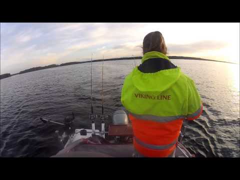 Järvilohi 50cm - Vuohijärvi