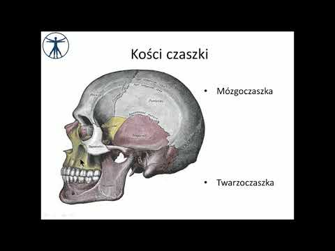 Jak silne mięśnie intymnych System vit w kulturystyce