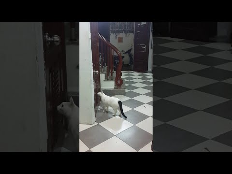 Cats are quite smart.