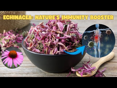 Echinacea: The Herb That Boosts Immunity and Fights Infections