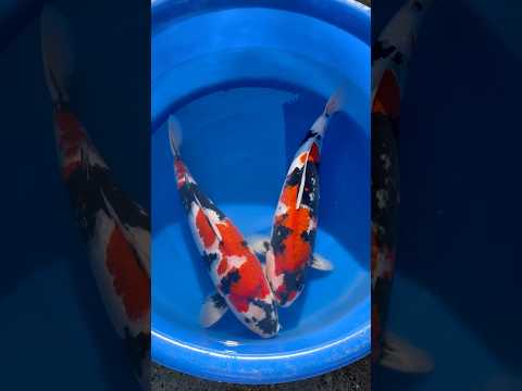 Video Vorschau in Japan