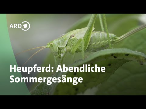 Heupferd im Garten: So lebt die faszinierende Riesen-Heuschrecke | MDR Garten