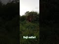 [Elephant🐘]suji safari udawalawa sri lanka contact whatsapp-94 76 40 13 120