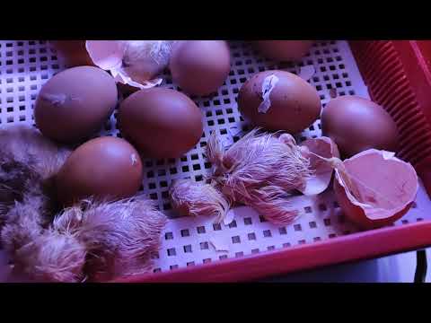 nascita di un pulcino in diretta