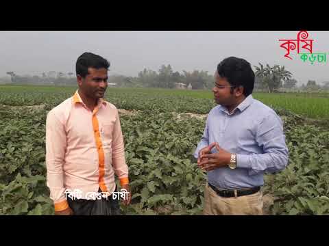 দুই বিঘা জমিতে এক মৌসুমে বিটি বেগুন চাষে আয় দুই লক্ষ টাকা (পর্ব-০২)