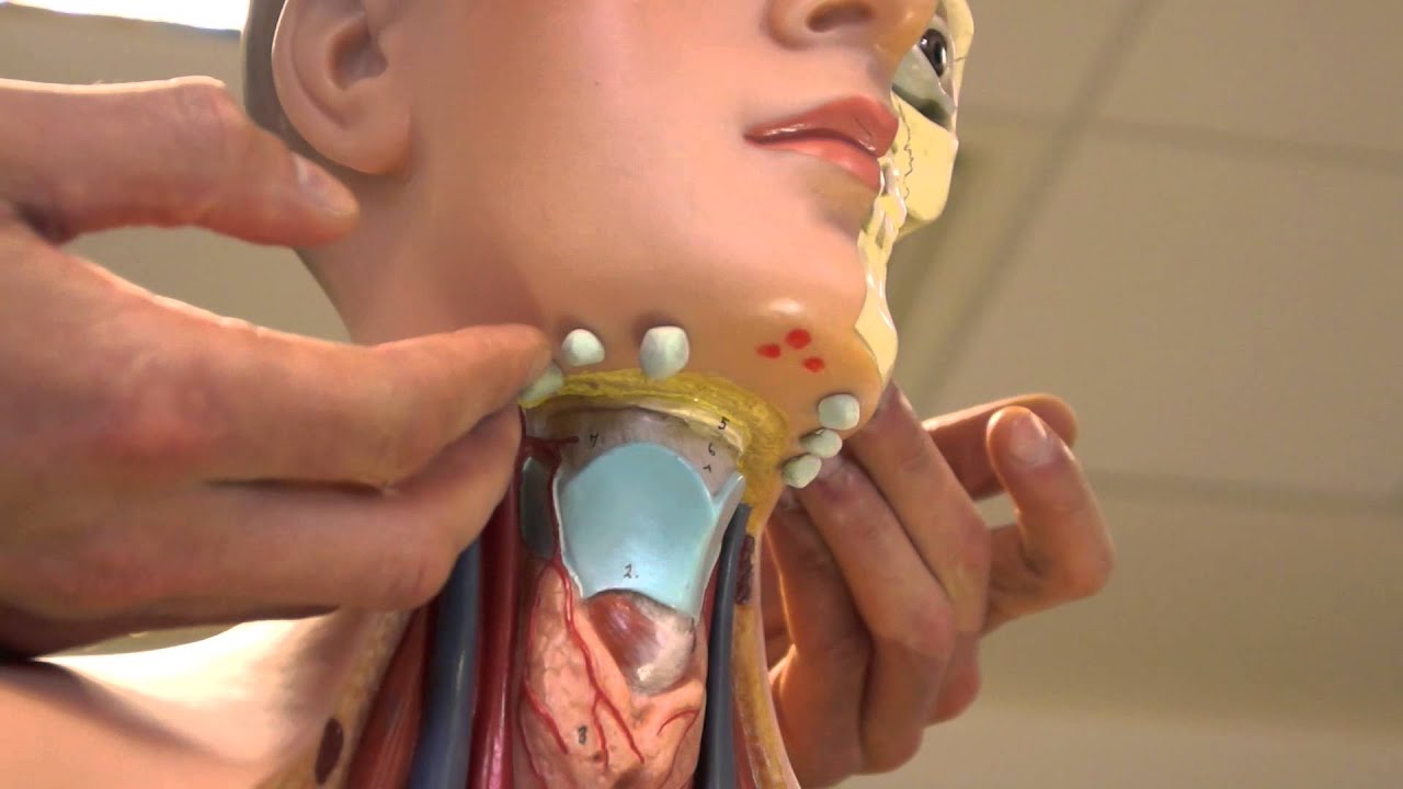 Clinical Examination - Head and Neck Lymph nodes - YouTube
